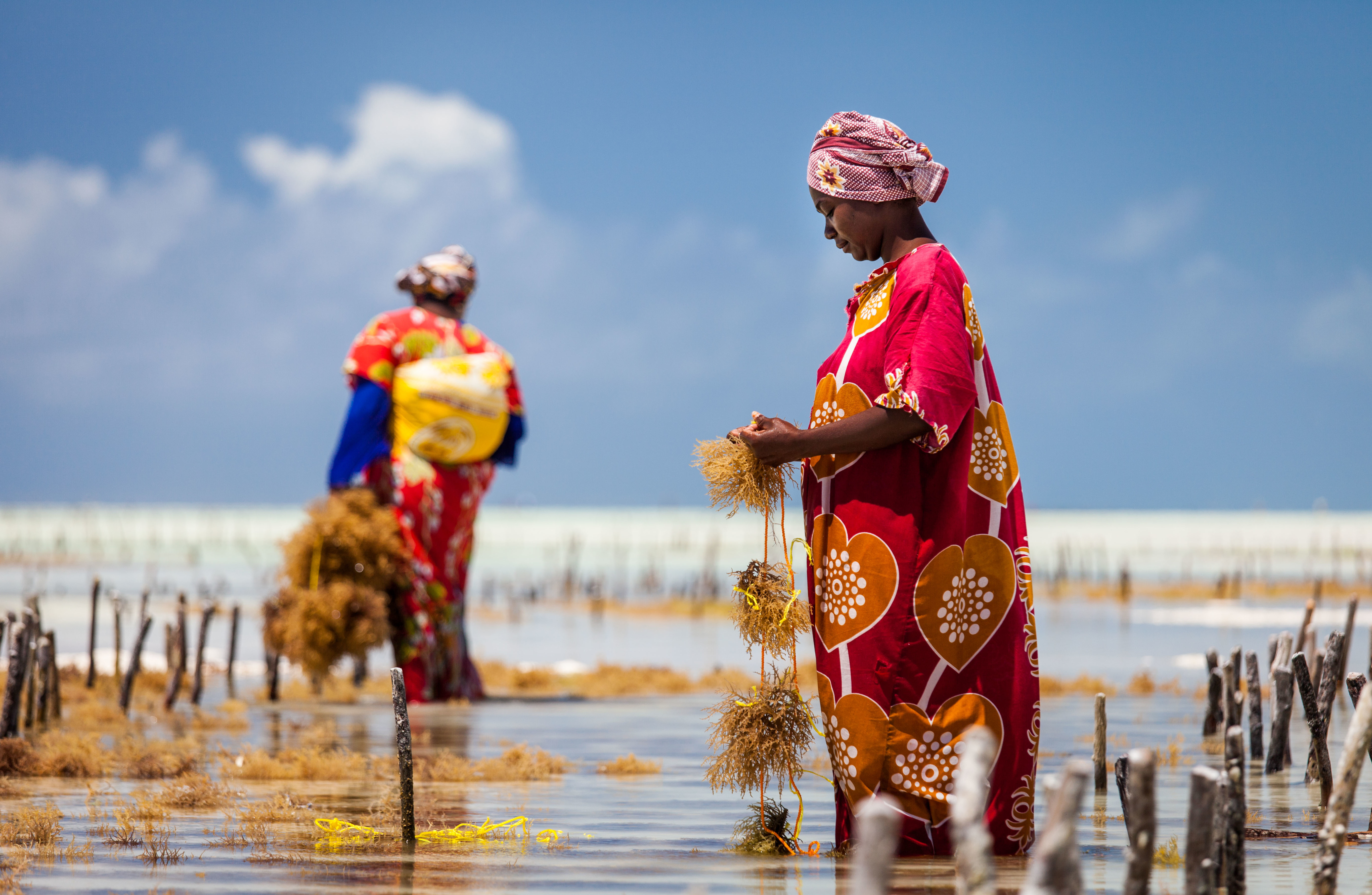 Women harvesting seaweed along Jambiani Beach with calm turquoise waters under bright morning sunshine