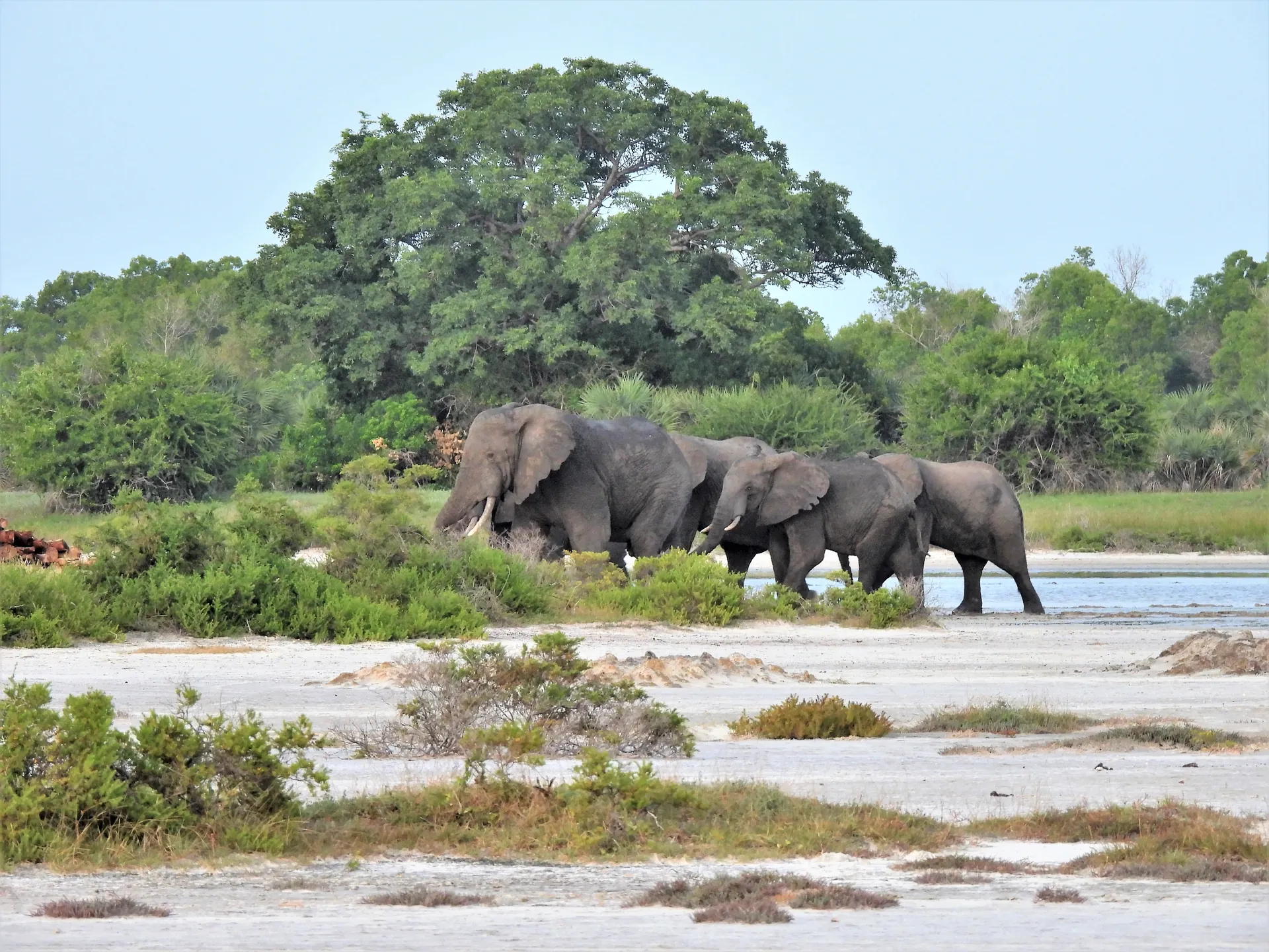 Elephants walking across Saadani beach beside Tanzania's beautiful Indian Ocean coastline during sunrise safari