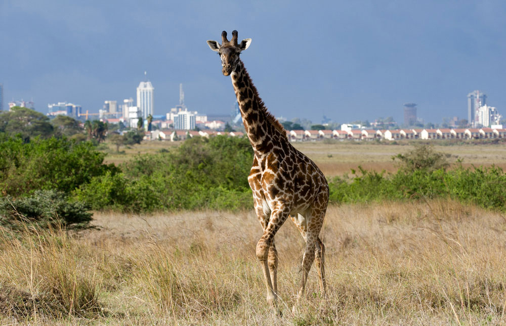 giraffe walking through open grassland with Nairobi's city skyline visible in the background.