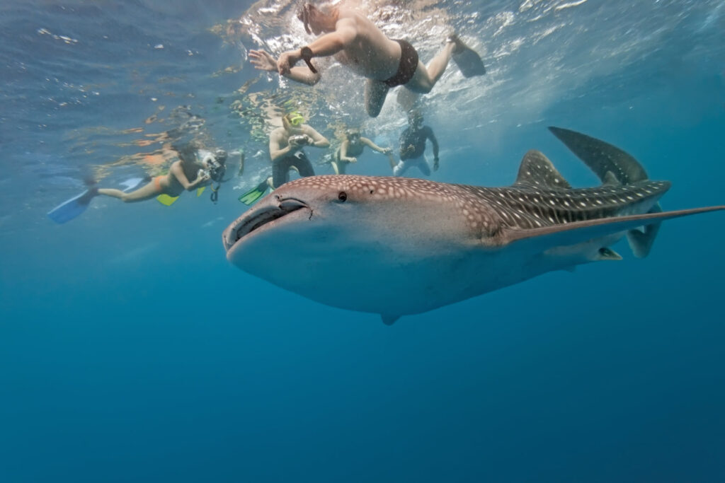 Mafia Island whale shark swimming experience beneath clear Indian Ocean waters in Tanzania
