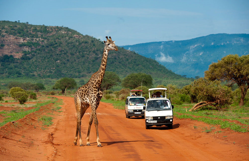 Safari vehicles pausing as giraffes cross the open plains in Tsavo