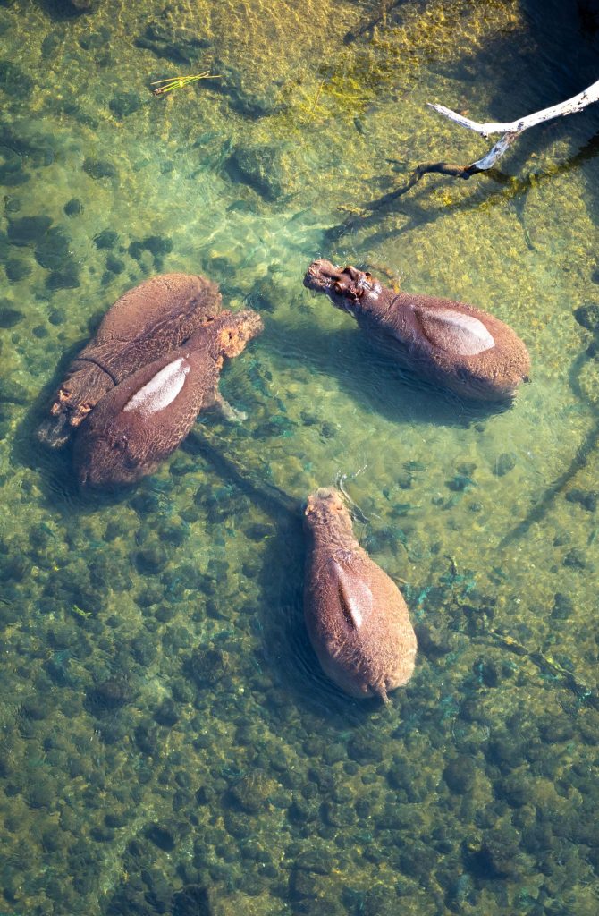 Tsavo West Mzima Springs: Watching Hippos Underwater