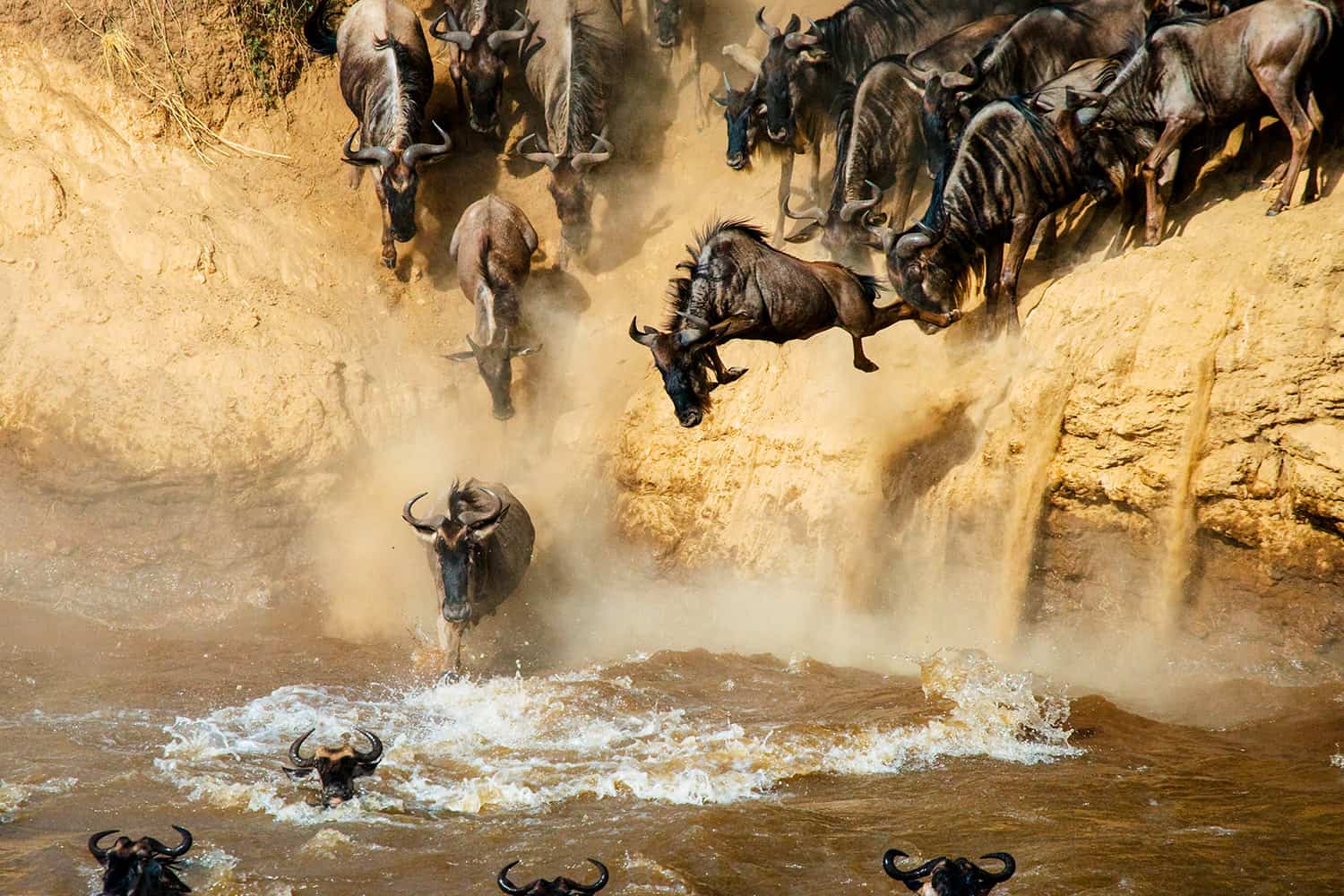 Herd of wildebeest crossing the river as a lioness watches from nearby grass