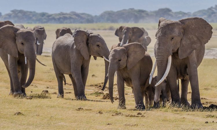 Elephant family grazing at Amboseli's swamp wetlands with Kilimanjaro rising behind