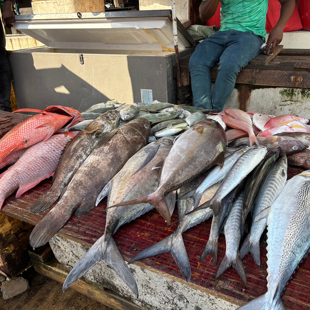 Tanzanian fisherman hauling a fresh tuna catch onto the shore at Kivukoni market.