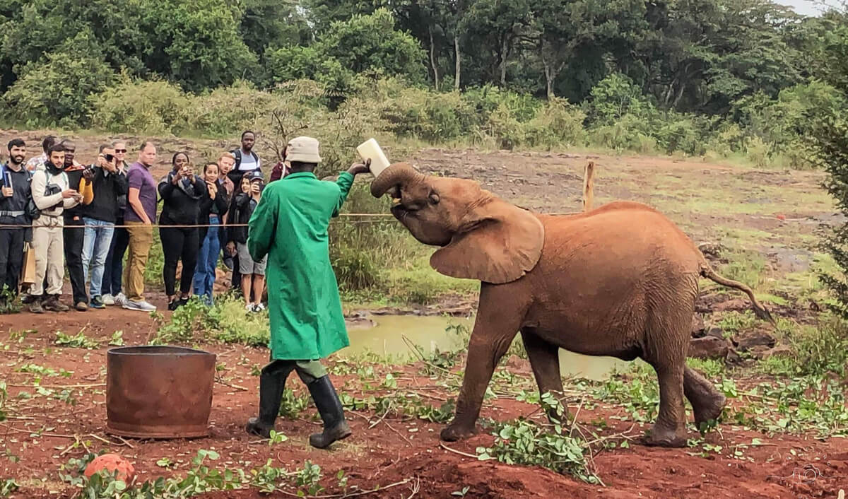 Baby elephant getting a bottle feed at the DSWT Nairobi Elephant Orphanage