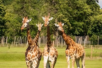 Giraffes gather at wooden feeding platform surrounded by forest at Giraffe Centre