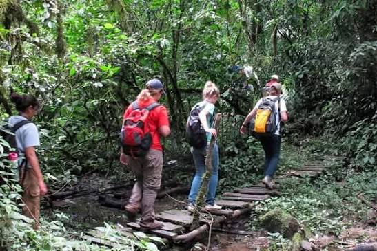 Tourists walking a forest trail through Kakamega Forest Reserve's dense canopy