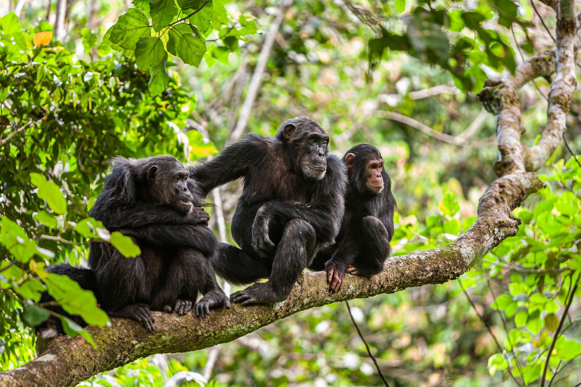Chimpanzees climbing forest trees near Lake Tanganyika during morning wildlife trekking adventure.