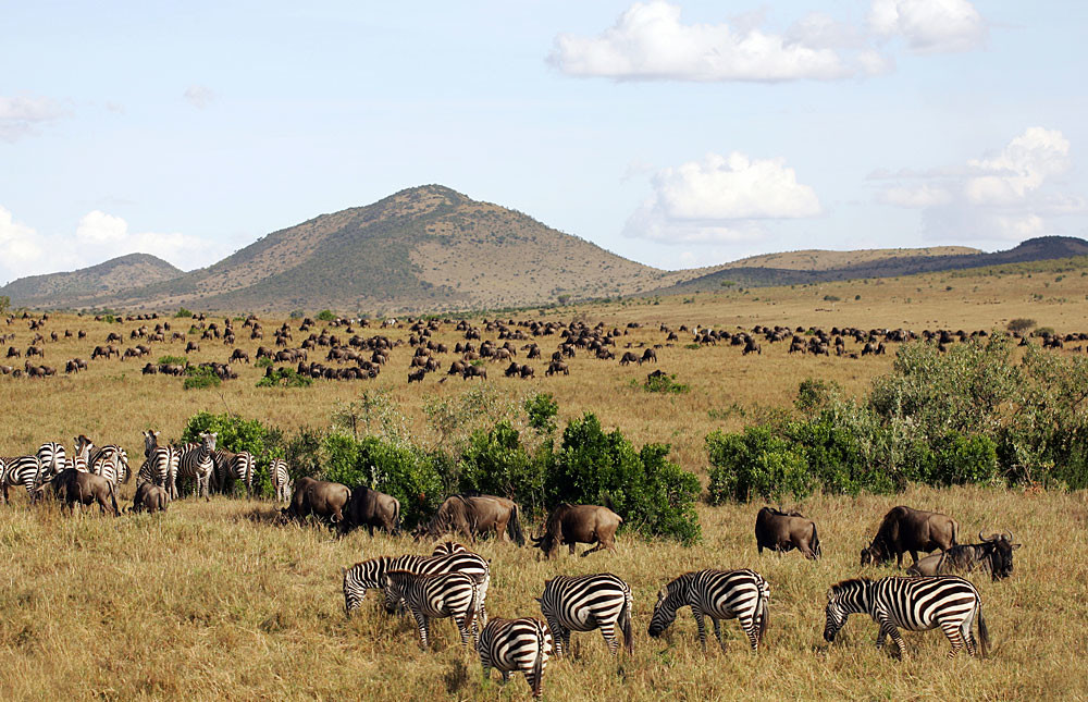 Maasai Mara National Reserve sunrise revealing wildlife roaming through golden grasslands peacefully