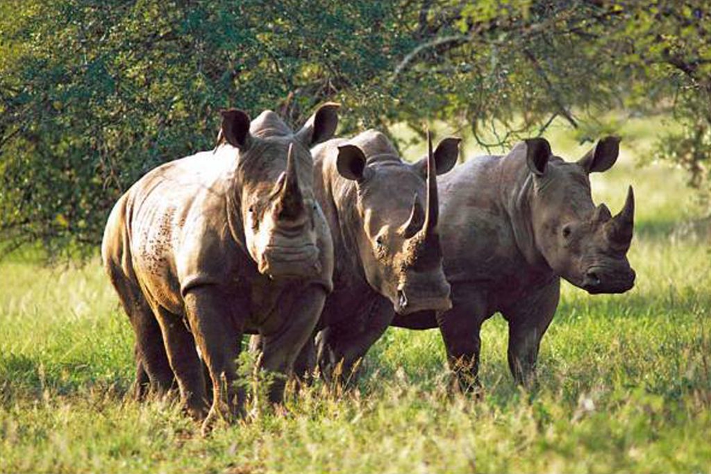 Black rhino grazing peacefully inside Mkomazi Rhino Sanctuary surrounded by natural savannah landscape.