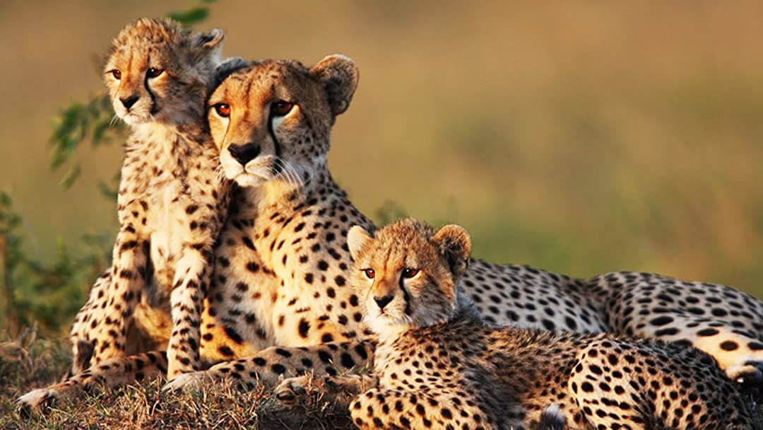 Leopard resting beneath acacia tree in Meru National Park during golden sunset.