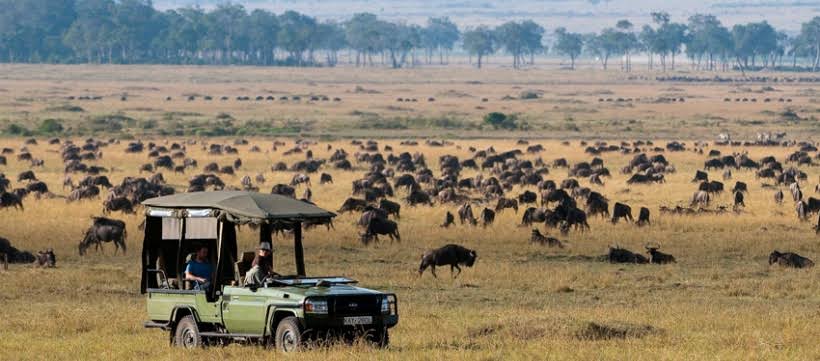 Safari vehicles crossing Olare Motorogi Conservancy during morning game drive among abundant wildlife gracefully.