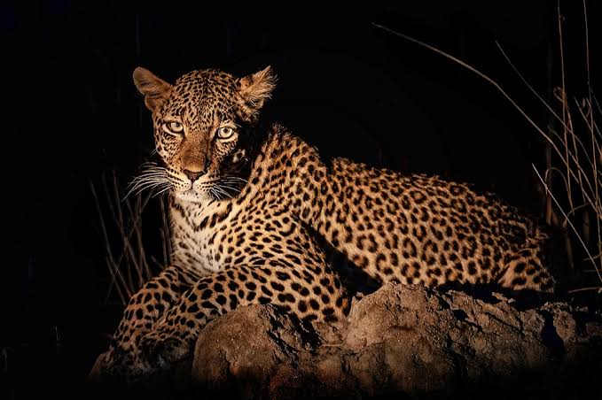 Leopard walking along a dry riverbed at night in Ruaha National Park