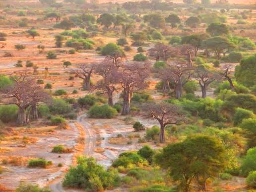 Ancient baobab trees in Ruaha National Park creating surreal dry landscape scene