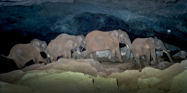 Elephant standing at dark Kitum Cave entrance, Mount Elgon National Park salt lick.