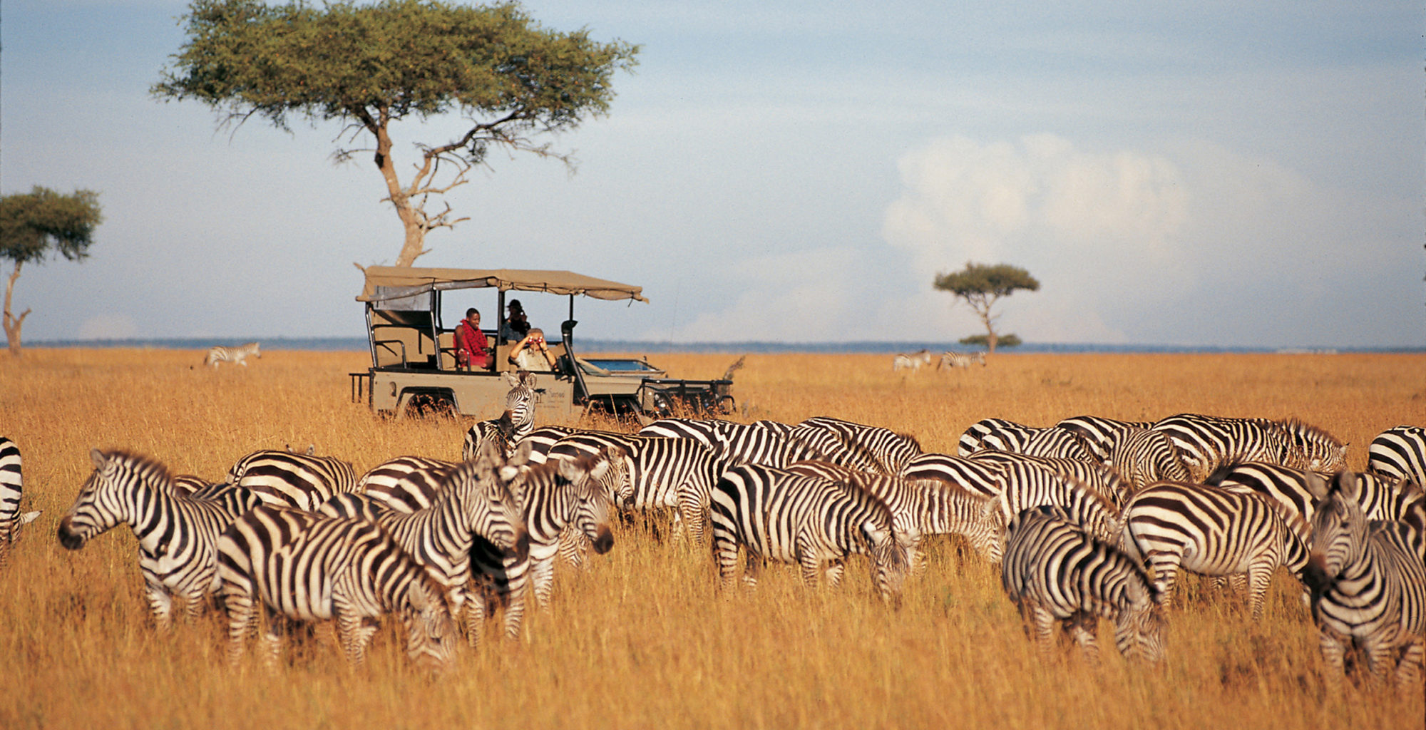 Reticulated giraffe grazing beneath acacia trees in Samburu National Reserve during golden afternoon sunlight.