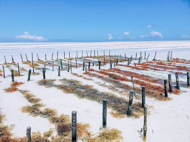dryed harvested seaweed beside Jambiani Beach under clear tropical blue skies daily.