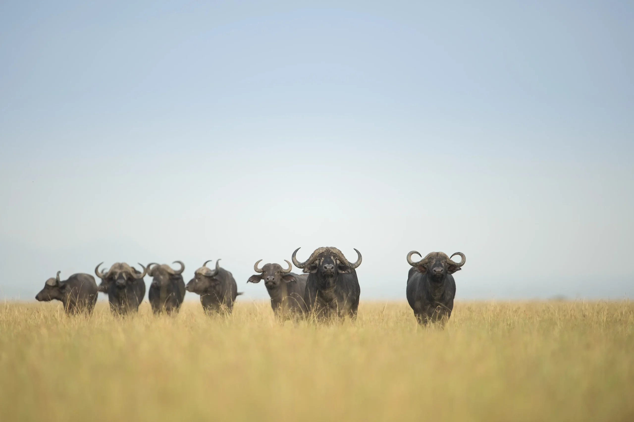 Buffalo herd crossing dry Katuma riverbed in Katavi National Park, Tanzania