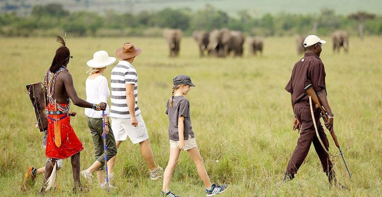 Elephants grazing beside baobab trees during guided walking safari in Selous wilderness