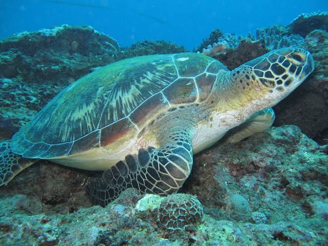 Sea turtle swimming above vibrant coral reefs in Watamu Marine Park's crystal clear waters