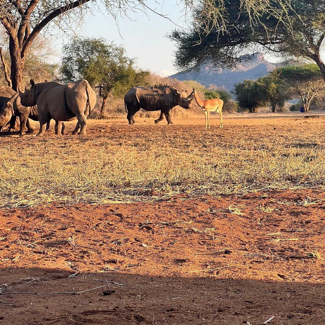 Endangered black rhinos grazing peacefully within Mkomazi Rhino Sanctuary surrounded by acacia woodland vegetation.