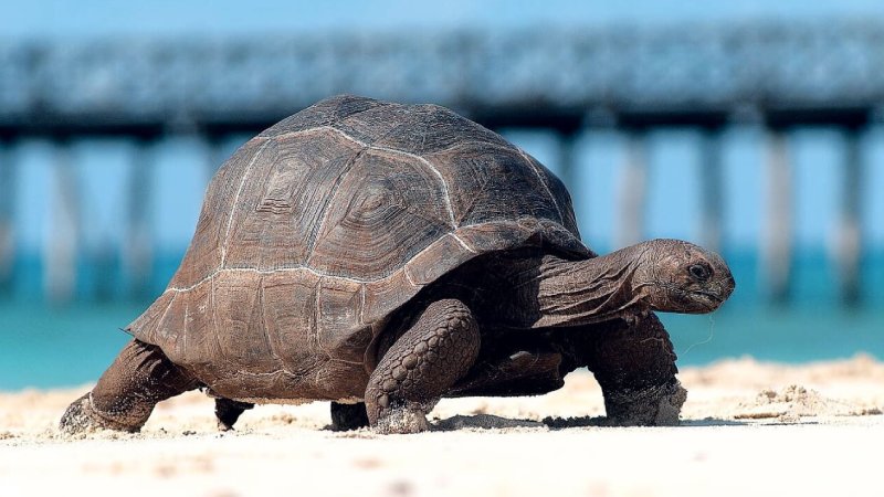 Prison Island giant tortoises resting beside historic stone buildings overlooking clear blue ocean waters