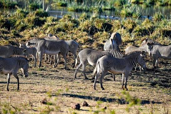 Zebras graze near a crater lake inside Marsabit National Park's forested highlands.