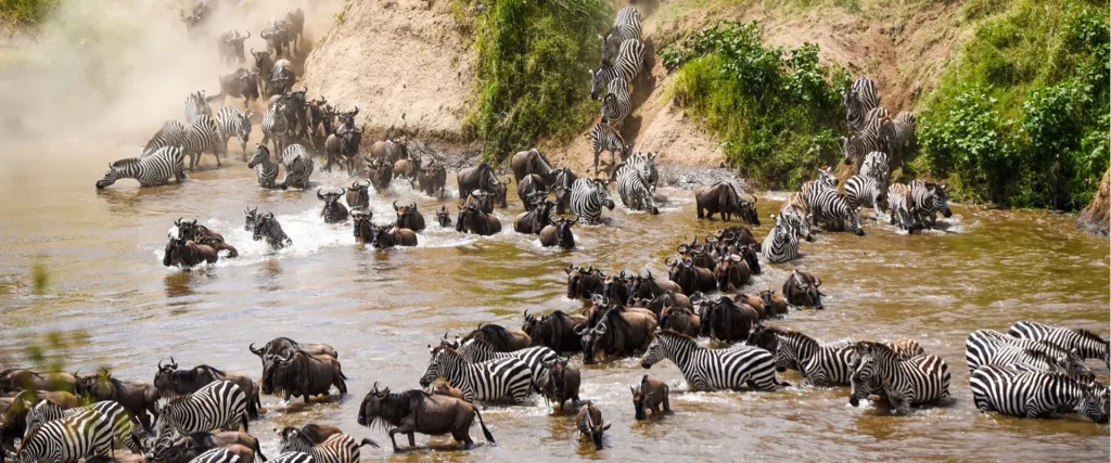 A Herd Crossing the River