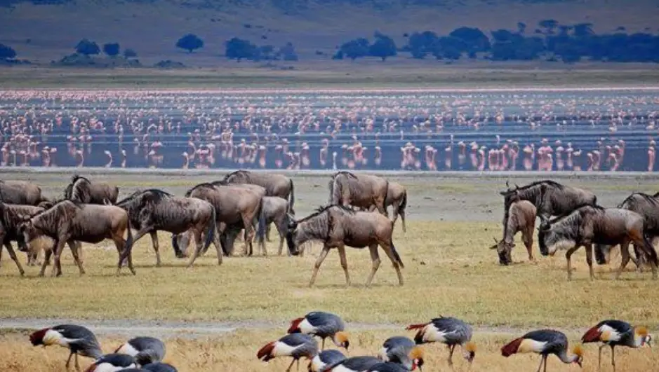 2 Days Lake Manyara National Park Safari Discovery