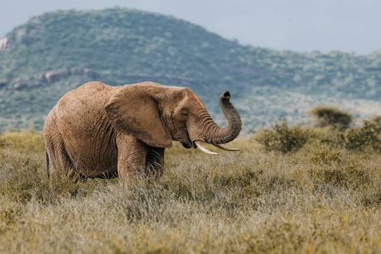 Arusha to Maasai Mara Safari Route: Costs and Budget Planning