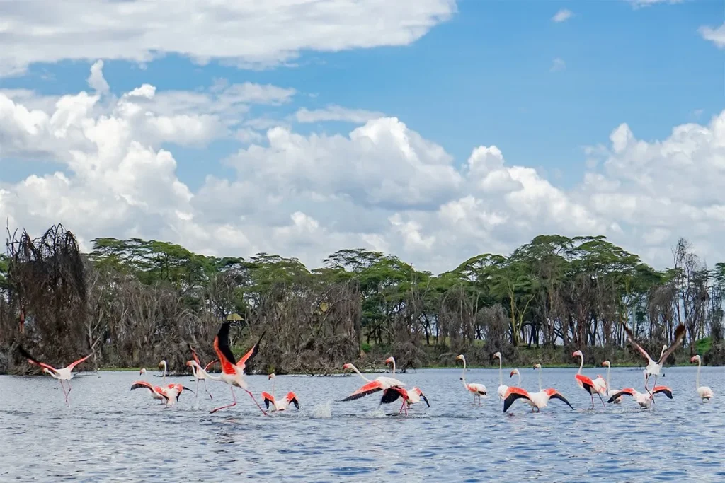 Best Time to Visit for Lake Naivasha: What to Know