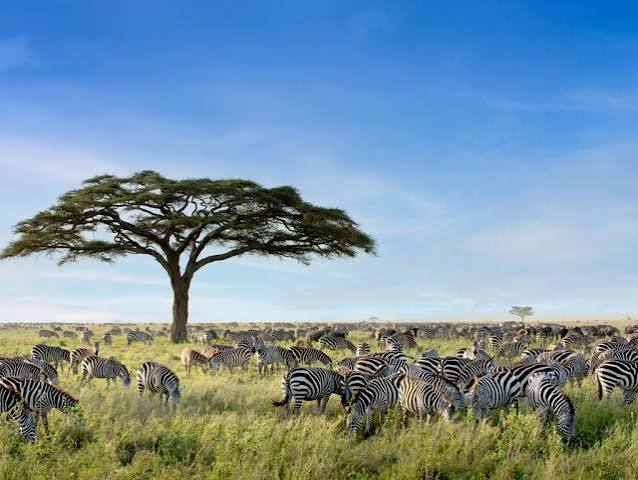 Best Time to Visit for Serengeti National Park: What to Know