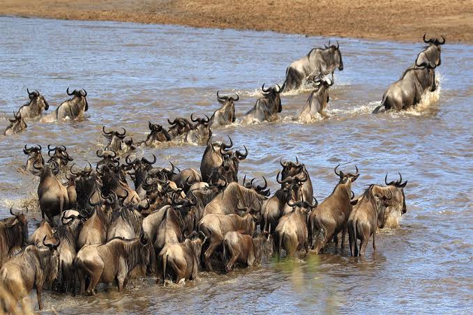 Best Time to Visit for Serengeti National Park with seasonal safari guidance