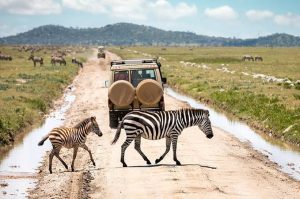Budget Planning Guide for Serengeti National Park with practical safari cost advice