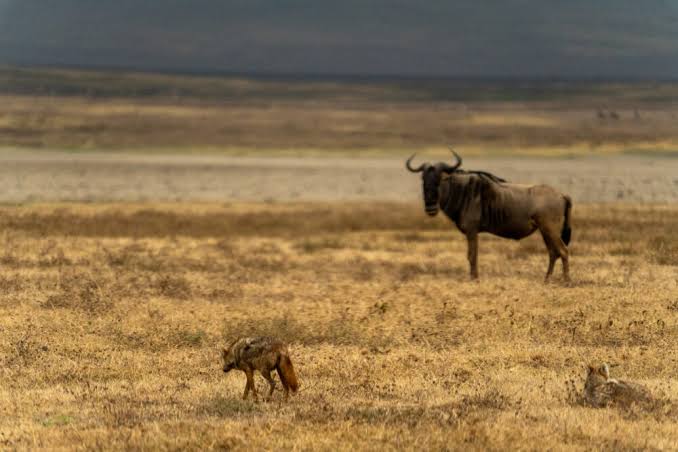 Budget Planning Guide for Serengeti National Park: What to Know