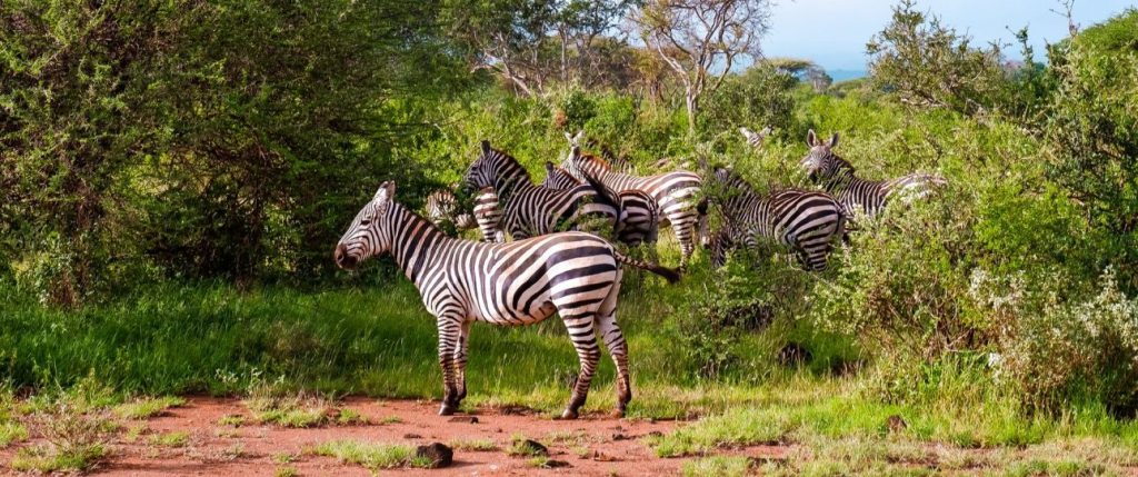 Diani Beach First-Time Safari Guide: Practical Safari Guide