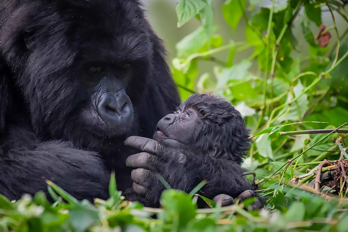 Rwanda Kwita Izina gorilla naming ceremony celebrating conservation, community, and mountain gorilla protection