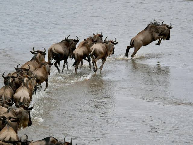 Great Migration River Crossing Safari First-Time Visitor Guide for Wildlife Viewing Adventures