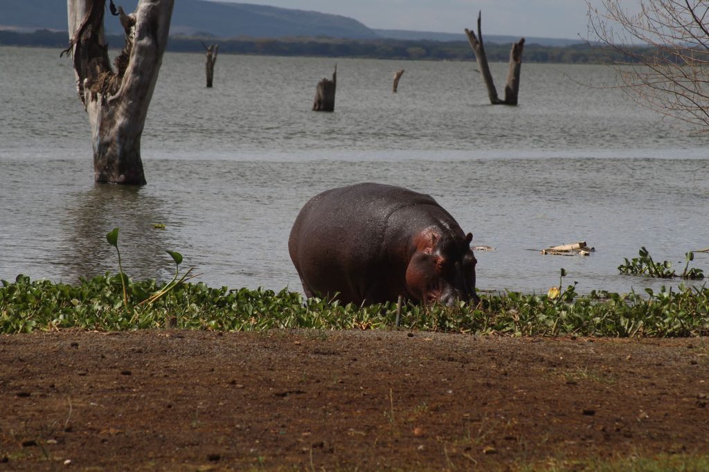 Lake Naivasha: Budget Safari Planning for a Better Trip