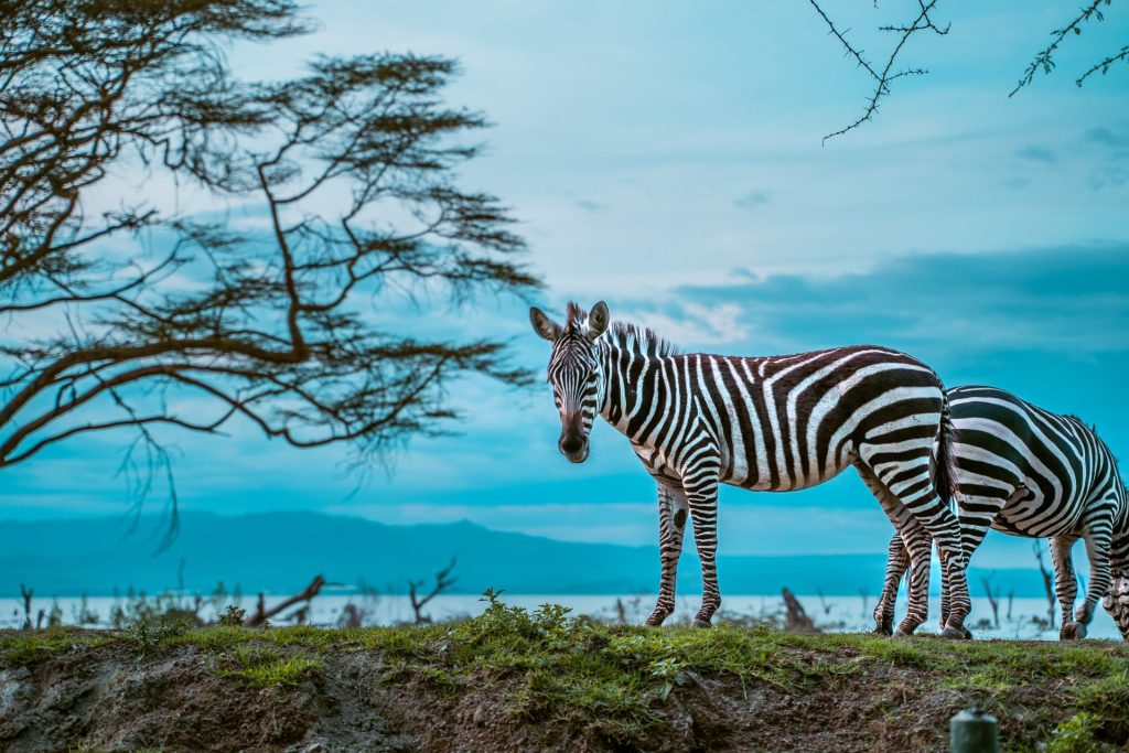 Lake Naivasha Wildlife and Nature Guide: Practical Safari Guide