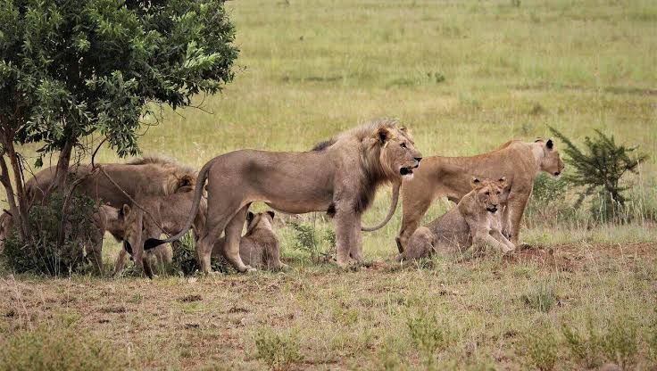 Lamu Wildlife and Nature Guide: Practical Safari Guide