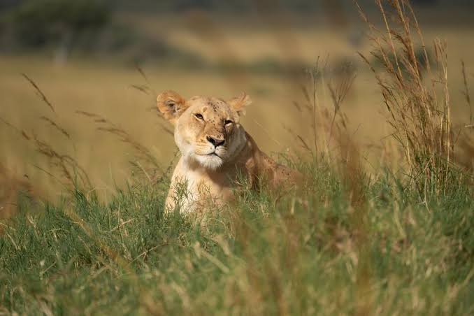 Mount Kenya: Budget Safari Planning for a Better Trip