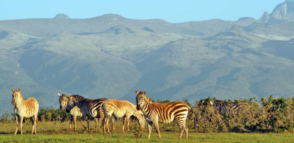 Mount Kenya Wildlife and Nature Guide: Practical Safari Guide
