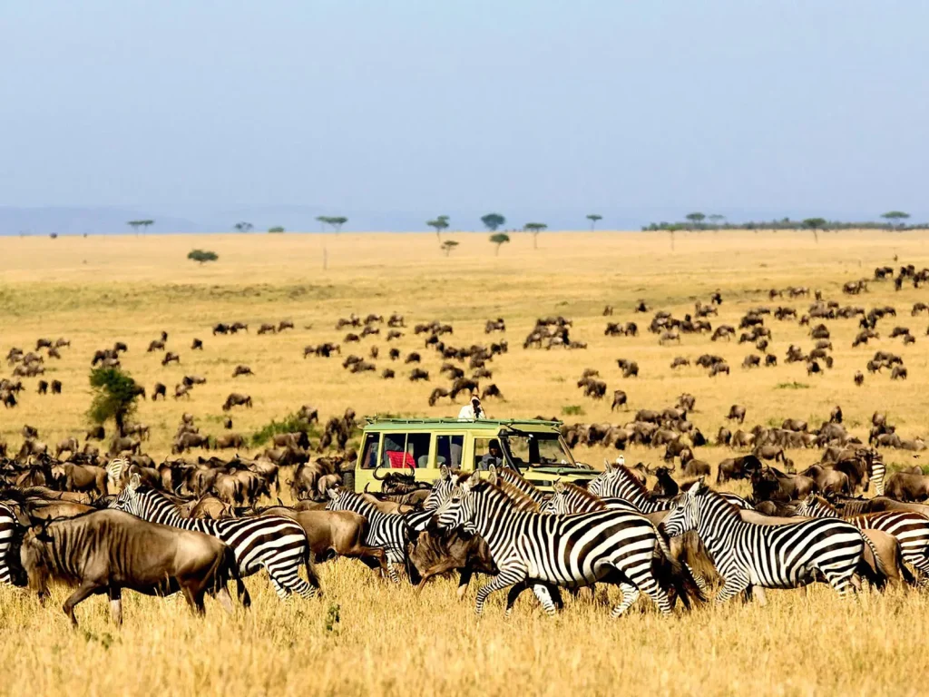Northern Tanzania and Kenya Wildlife Circuit: Best Time and Seasons