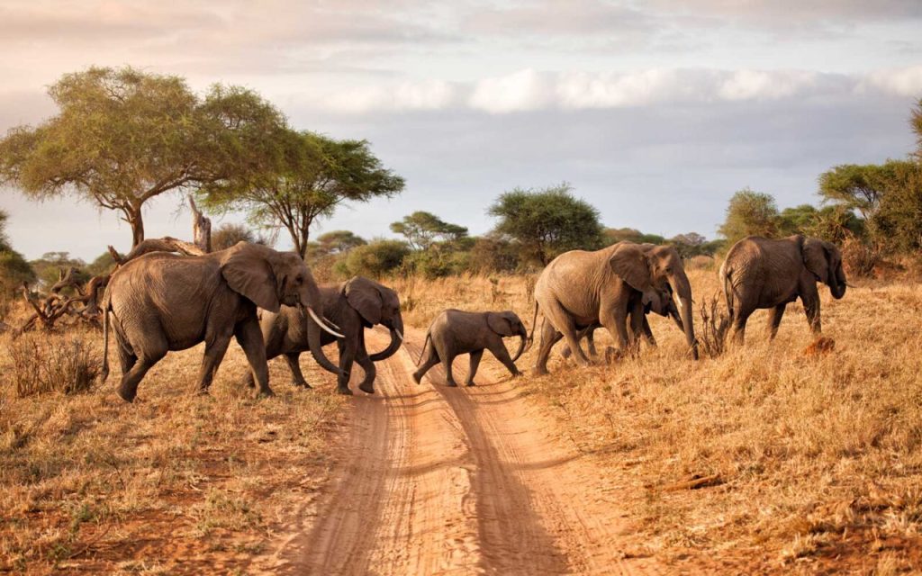 Northern Tanzania and Kenya Wildlife Circuit Planning Guide for Memorable Safari Adventures