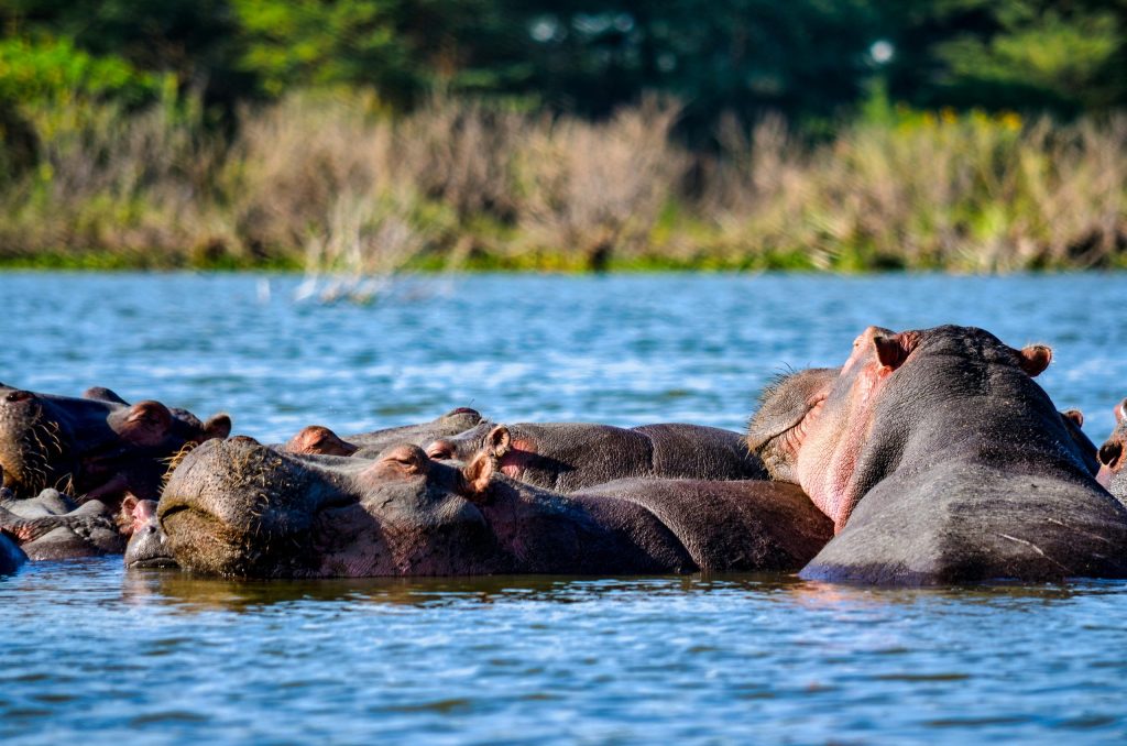 Photography Safari Guide for Lake Naivasha: What to Know