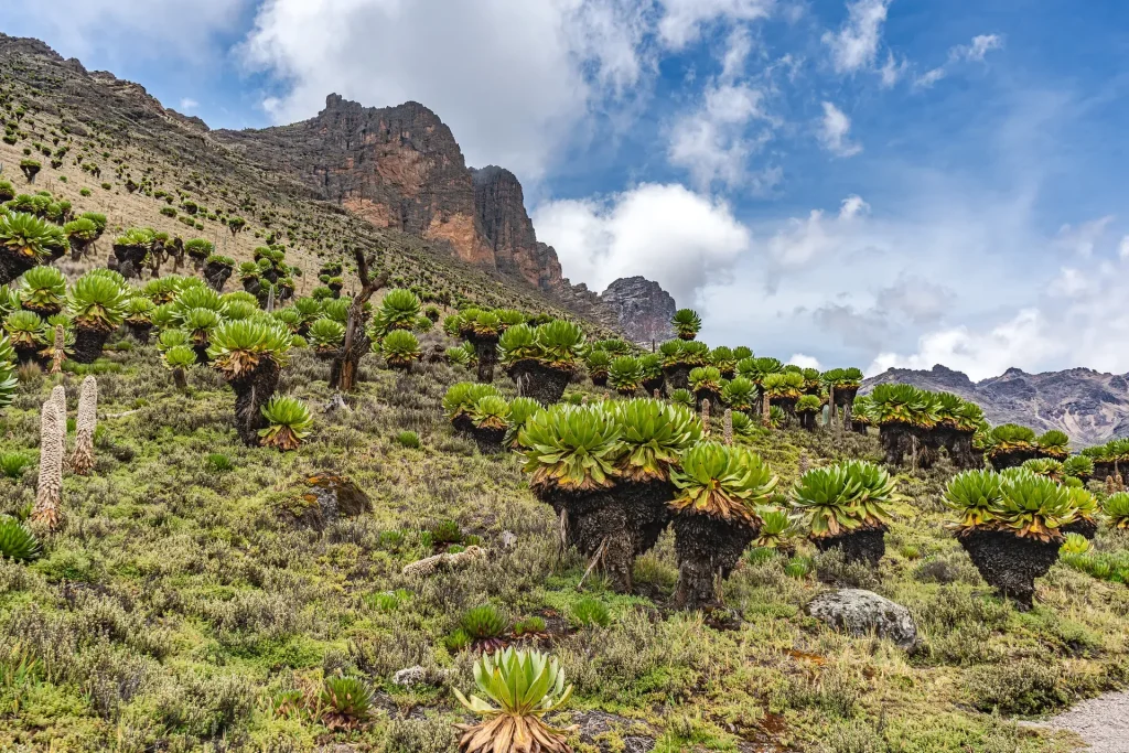 Planning Mount Kenya: How to Get There