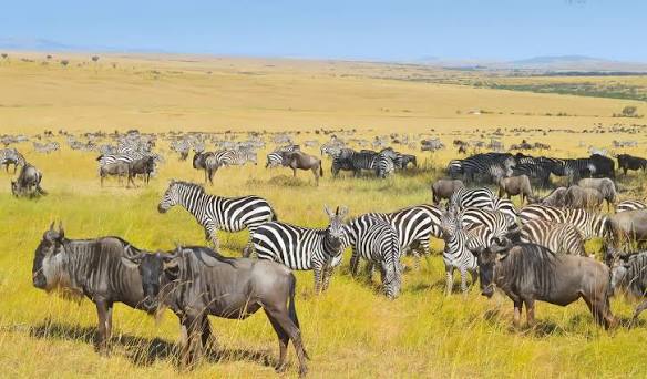 Planning Serengeti National Park: Green Season Experience