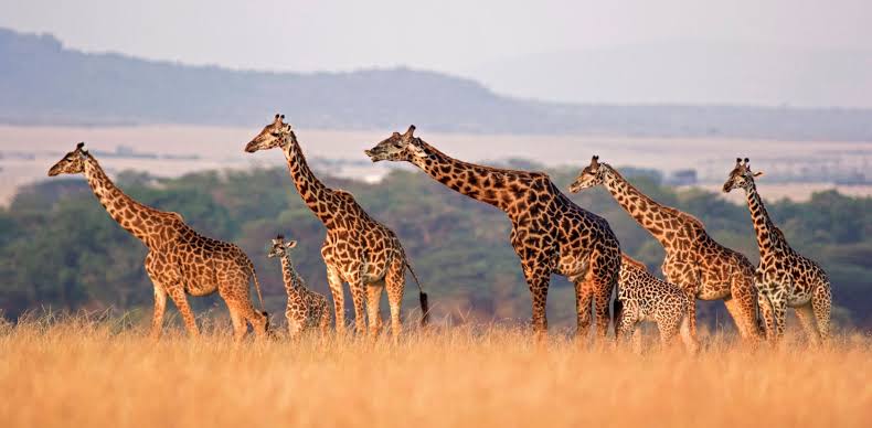 Serengeti National Park Family Travel Guide for a Better Safari Trip